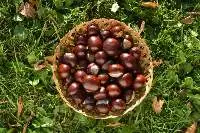Horsechesnuts