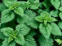 Nettle  stem, leaves, top of the nettles