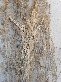 Wormwood