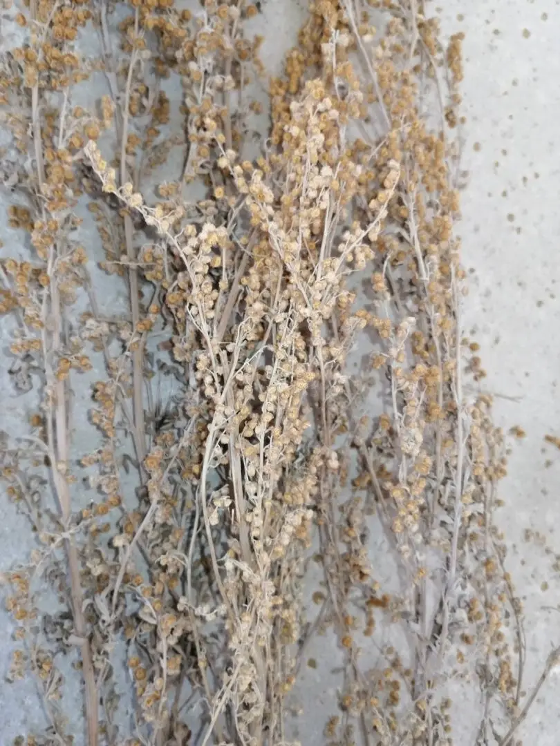 Wormwood