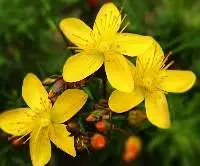 St. John's Ã?Â Wort