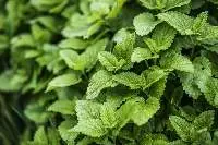 Mint