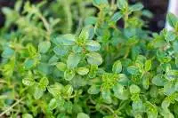 Dried Thyme
