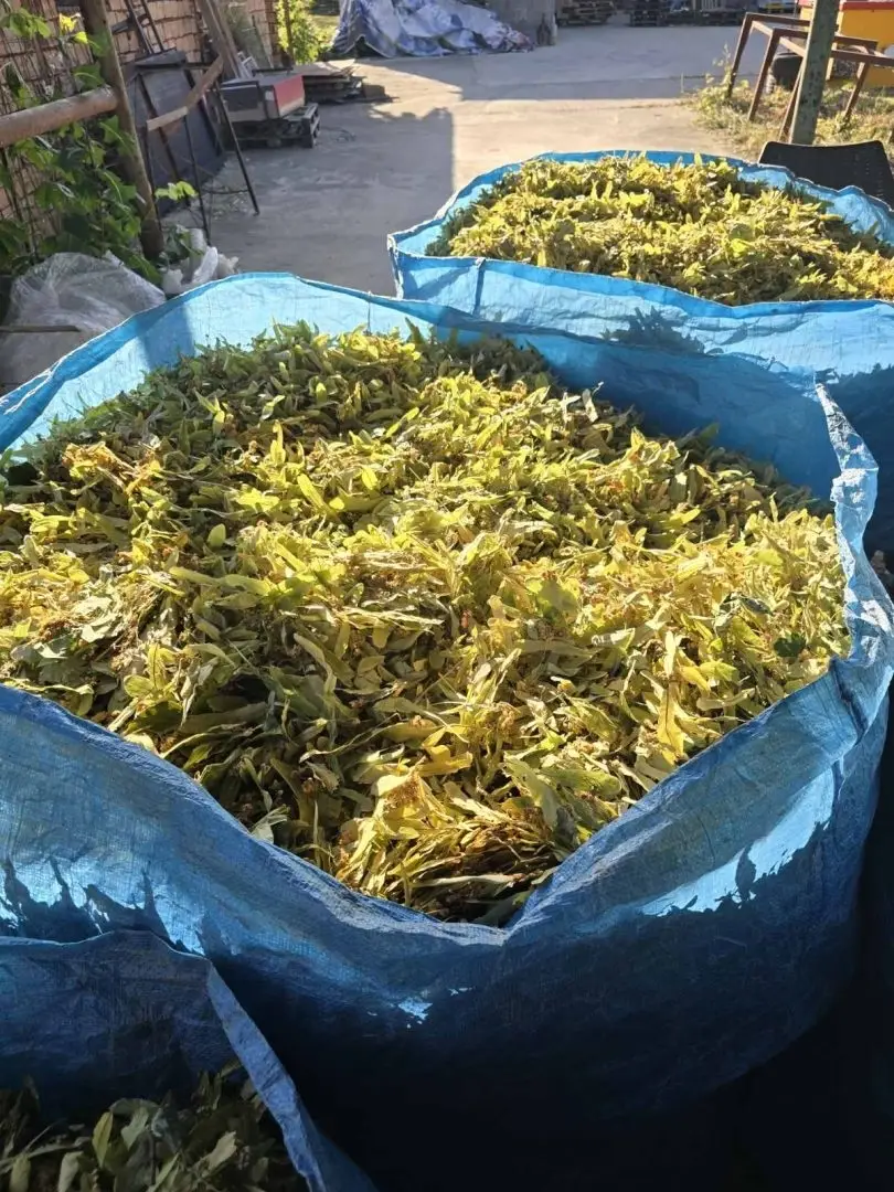 Dried Linden Flower