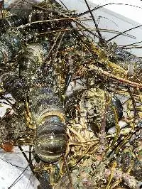 Indonesian Fishery