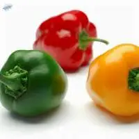 Capsicum