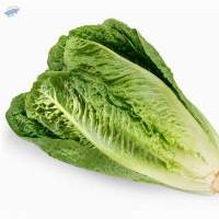 Lettuce