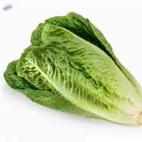 Lettuce