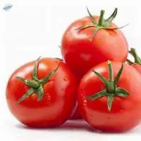 Tomato