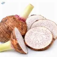 COLCASIA
