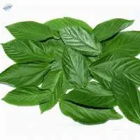 Molokhia