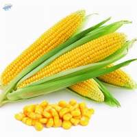 Sweet Corn