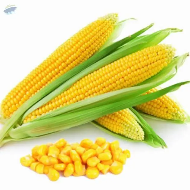 Sweet Corn