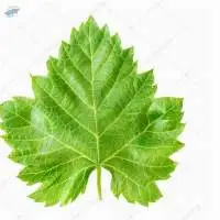 Vine Leaves