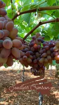 Seedless Crimsan Grapes