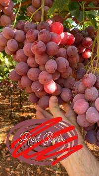 Red Globe Grapes