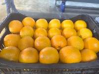 Fresh Oranges