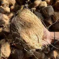 Semi Husked Coconut