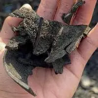 Coconut Charcoal