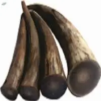 Cow Horns Tips