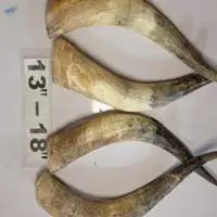 Cow Horn / White Raw Cow Horns