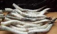 Polished Ankole Watusi Horn, for Decoration