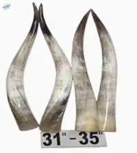 Cow Horn, Polished, for Decoration