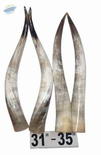 Polished Ankole Watusi Horn, for Decoration