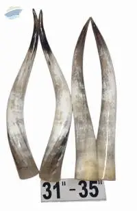 Polished Ankole Watusi Horn, for Decoration