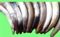 Cow Horn / Flute (Blow Horn)