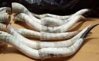 Cow Horn / Polished Horns for Decoration