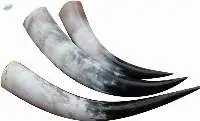 Cow Horn / Polished Horns for Decoration