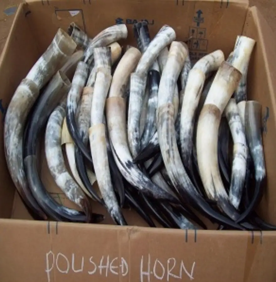 Cow Horn / Polished Horns