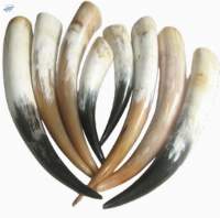 Cow Horn / Drinking Horn With Leather