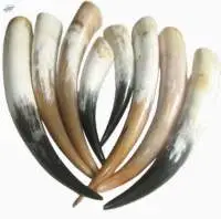 Cow Horn / Drinking Horn With Leather