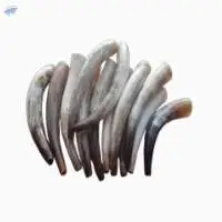 Cow Horn / Flute (blow Horn)