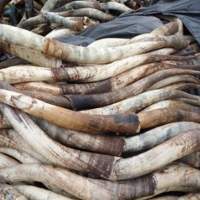 Cow Horn