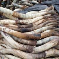 Cow Horn Polished