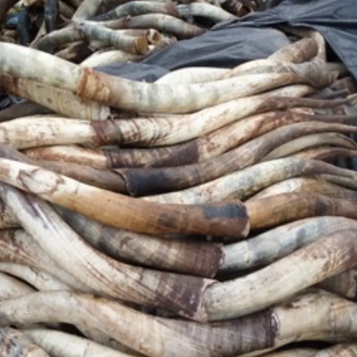 Cow Horn Polished