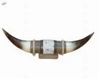 Mounted Long Horn