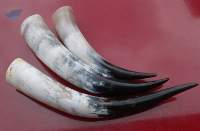 Mounted Short Horn