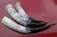 Mounted Short Horn