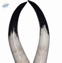 Mounted Short Horn