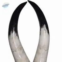 Mounted Short Horn