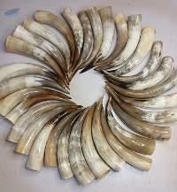 Polished Cow Horn