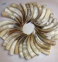 Polished Cow Horn