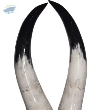 Mounted Short Horn