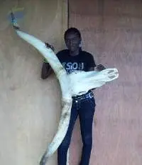 Cow Skull