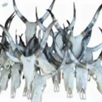 Cow Skull With Paired Raw Horns