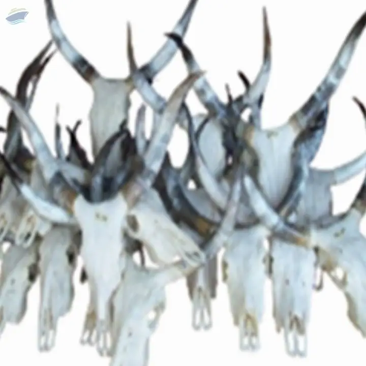 Cow Skull